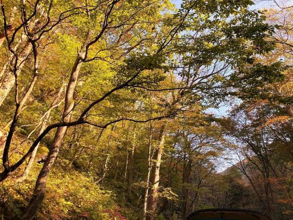 【奥入瀬渓流ホテル】360度の絶景を楽しむ「渓流オープンバスツアー」実施｜期間：2022年5月20日～11月6日