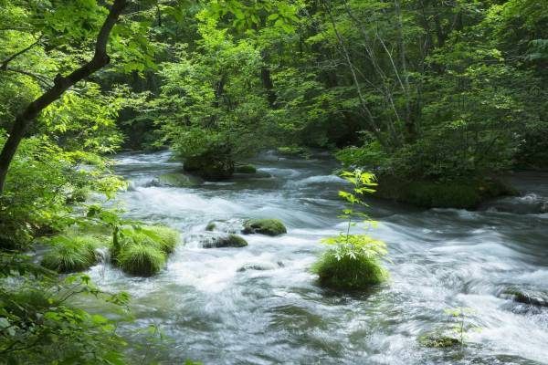 【奥入瀬渓流ホテル】360度の絶景を楽しむ「渓流オープンバスツアー」実施｜期間：2022年5月20日～11月6日