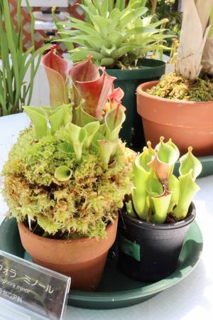本日初日の神代植物公園「食虫植物展」！即売会もあります。