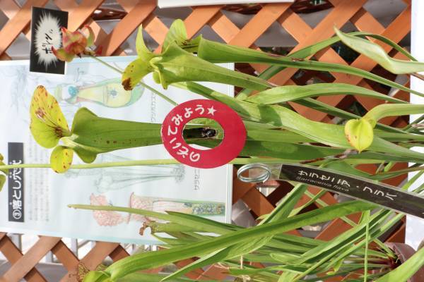 本日初日の神代植物公園「食虫植物展」！即売会もあります。