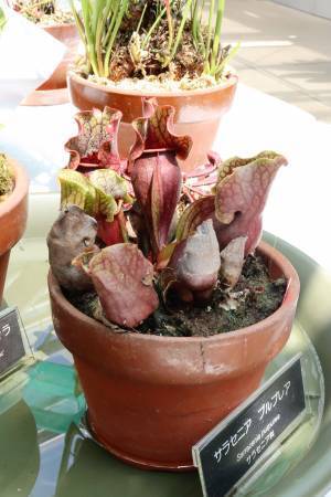 本日初日の神代植物公園「食虫植物展」！即売会もあります。