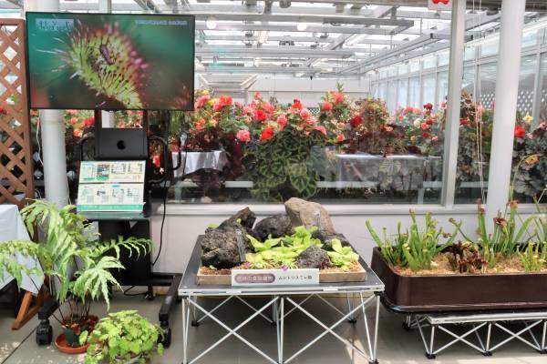 本日初日の神代植物公園「食虫植物展」！即売会もあります。