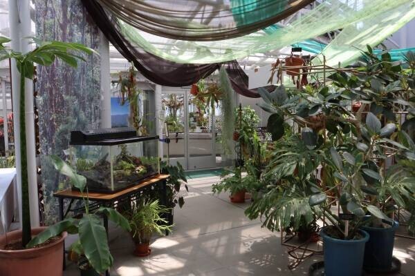 本日初日の神代植物公園「食虫植物展」！即売会もあります。