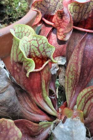 本日初日の神代植物公園「食虫植物展」！即売会もあります。