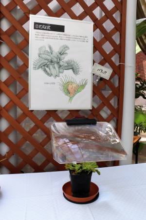 本日初日の神代植物公園「食虫植物展」！即売会もあります。