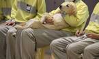 「島根あさひ盲導犬パピープロジェクト」受刑者と共に子犬を育てる育成ボランティア修了式を開催