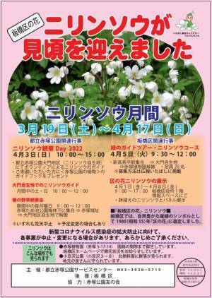 赤塚公園「ニリンソウ月間」開催中です