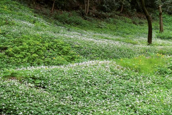 赤塚公園「ニリンソウ月間」開催中です