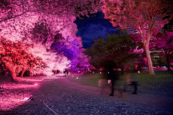 ライトアップイベント「旧芝離宮夜会 by ワントゥーテン 〜ひかりさくら〜」5/25～5/28開催。