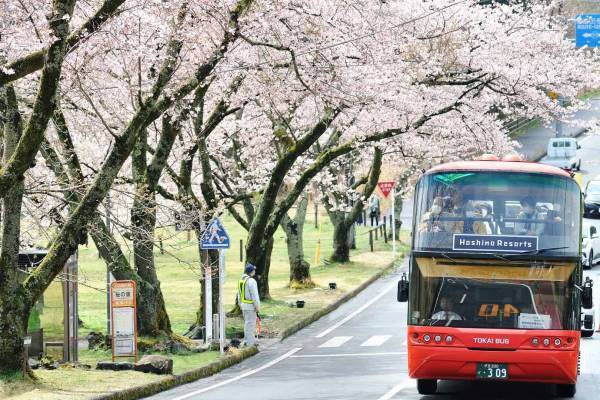 【界 アンジン】【界 伊東】ツアーを彩る桜バスガイドや桜のお菓子など春の味覚を堪能できるお花見セットが新たに誕生「桜オープンバスツアー」2023年も運行｜期間：2023年3月22日～4月9日