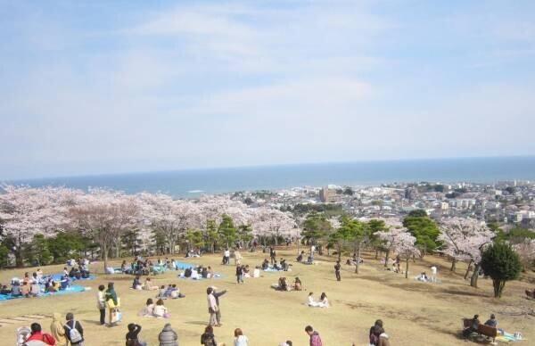 【茨城県日立市】さくら名所100選の地「かみね公園・平和通り」の桜を植え替え、「さくらのまち日立」の原風景を次の世代に引き継ぎたい