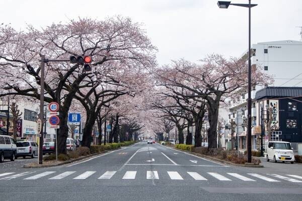 【茨城県日立市】さくら名所100選の地「かみね公園・平和通り」の桜を植え替え、「さくらのまち日立」の原風景を次の世代に引き継ぎたい