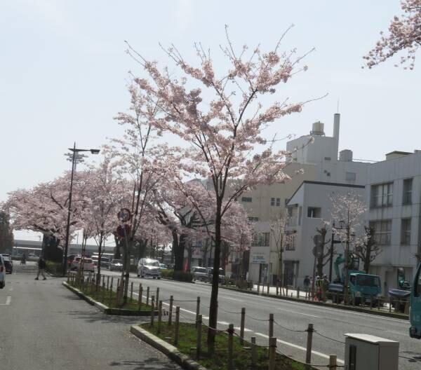 【茨城県日立市】さくら名所100選の地「かみね公園・平和通り」の桜を植え替え、「さくらのまち日立」の原風景を次の世代に引き継ぎたい