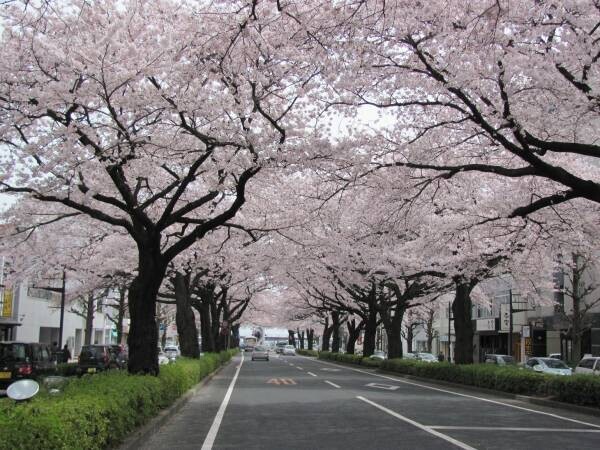 【茨城県日立市】さくら名所100選の地「かみね公園・平和通り」の桜を植え替え、「さくらのまち日立」の原風景を次の世代に引き継ぎたい