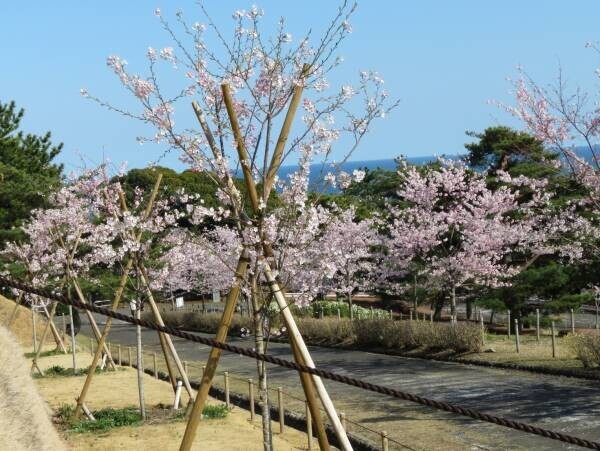 【茨城県日立市】さくら名所100選の地「かみね公園・平和通り」の桜を植え替え、「さくらのまち日立」の原風景を次の世代に引き継ぎたい