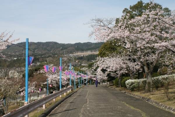 【茨城県日立市】さくら名所100選の地「かみね公園・平和通り」の桜を植え替え、「さくらのまち日立」の原風景を次の世代に引き継ぎたい