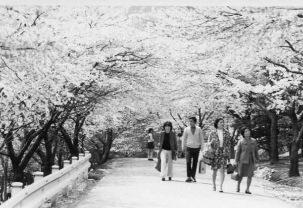 【茨城県日立市】さくら名所100選の地「かみね公園・平和通り」の桜を植え替え、「さくらのまち日立」の原風景を次の世代に引き継ぎたい