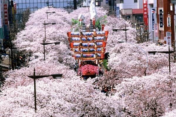 【茨城県日立市】さくら名所100選の地「かみね公園・平和通り」の桜を植え替え、「さくらのまち日立」の原風景を次の世代に引き継ぎたい