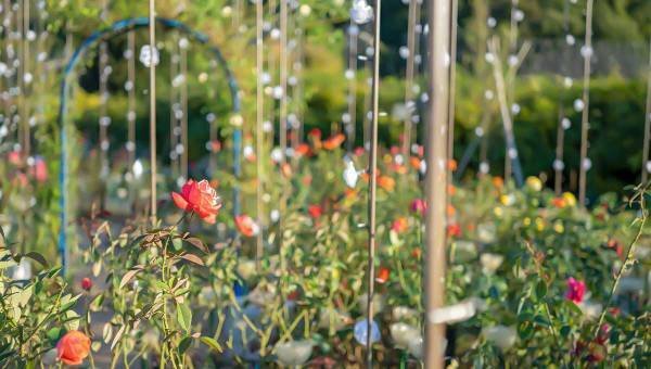 学園生活コミュニティ「キャラフレ」｜『あしかがフラワーパーク』を「冬のイルミネーション」にリニューアル