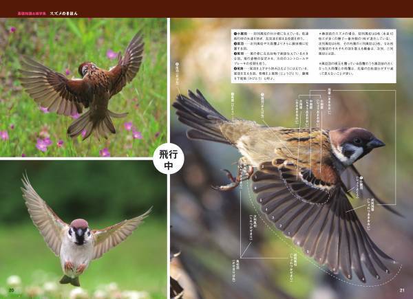 大ヒットシリーズ「スズメビジュアルガイド」の決定版！ 新刊『にっぽんのスズメ』10月5日発売！