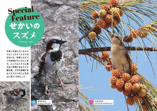 大ヒットシリーズ「スズメビジュアルガイド」の決定版！ 新刊『にっぽんのスズメ』10月5日発売！