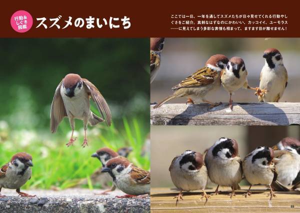 大ヒットシリーズ「スズメビジュアルガイド」の決定版！ 新刊『にっぽんのスズメ』10月5日発売！