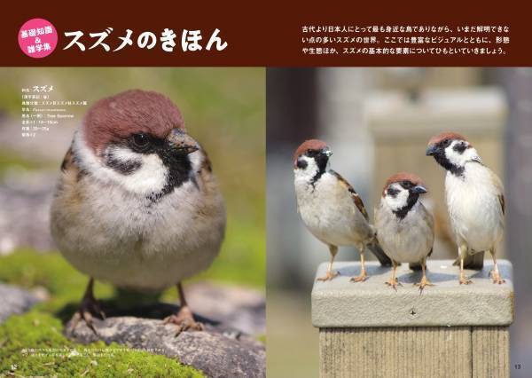 大ヒットシリーズ「スズメビジュアルガイド」の決定版！ 新刊『にっぽんのスズメ』10月5日発売！