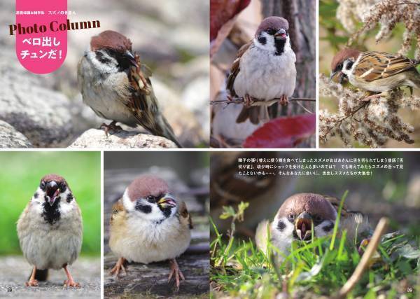 大ヒットシリーズ「スズメビジュアルガイド」の決定版！ 新刊『にっぽんのスズメ』10月5日発売！