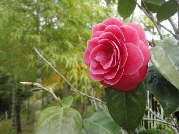 【松花堂 つばきウィーク】令和４年３月５日(土)～１３日(日)　京都やわた・松花堂庭園にて開催