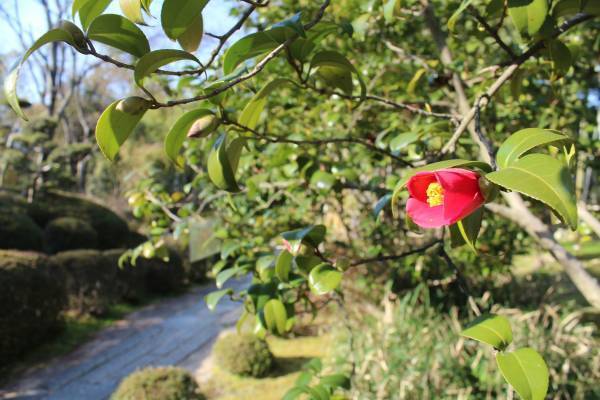 【松花堂 つばきウィーク】令和４年３月５日(土)～１３日(日)　京都やわた・松花堂庭園にて開催