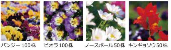 小学校に花の苗を届け続けて３２年 贈呈した苗は東京ドーム約６個分の面積になりました