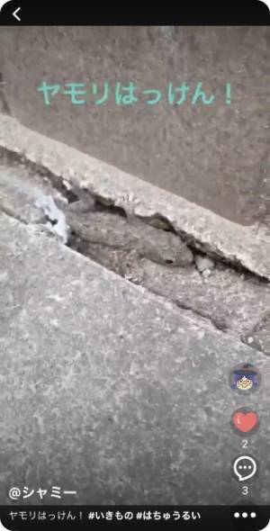 子どものためのSNSアプリ「4kiz（フォーキッズ）」 2022年夏休みに 「#つながる自由研究」コンテストを実施