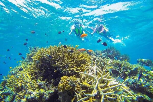 【リゾナーレ小浜島】海洋生物に欠かせないサンゴについて深く学ぶ 「サンゴAcademy ～夏休みの自由研究～」今年も開催｜期間：2022年7月25日～8月31日の毎週月曜日、水曜日