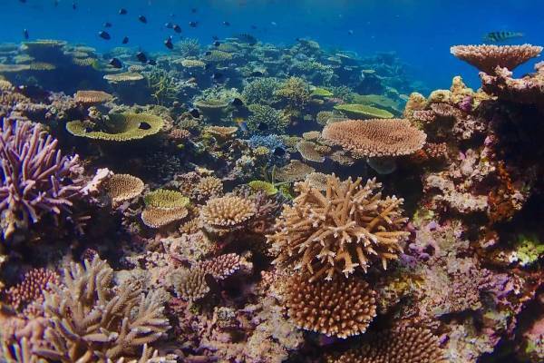 【リゾナーレ小浜島】海洋生物に欠かせないサンゴについて深く学ぶ 「サンゴAcademy ～夏休みの自由研究～」今年も開催｜期間：2022年7月25日～8月31日の毎週月曜日、水曜日