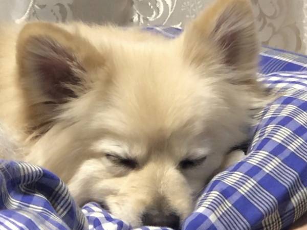 【ほんのり甘い冷製茶碗蒸し×米粉で作ったティアラクッキー！？】高級伊奈利寿司専門店『福寿家』が暑い夏にひんやり冷たい新商品を発売開始！