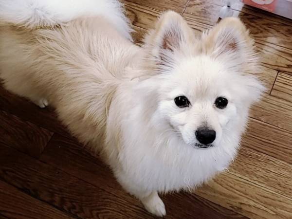 【ほんのり甘い冷製茶碗蒸し×米粉で作ったティアラクッキー！？】高級伊奈利寿司専門店『福寿家』が暑い夏にひんやり冷たい新商品を発売開始！