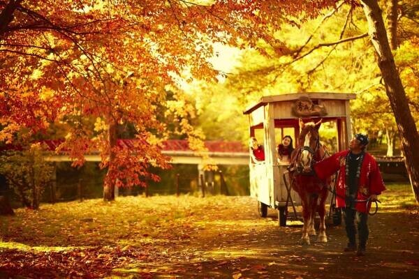 【青森屋】「紅葉りんご馬車」運行　～馬車に乗って紅葉とりんごを堪能～｜期間：2022年10月1日～11月28日