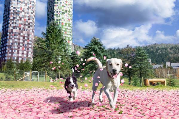 【トマム】広大なファームエリアで花を満喫するイベント 「ファームの花咲くリゾナーレ」開催｜期間：2022年4月28日～5月10日