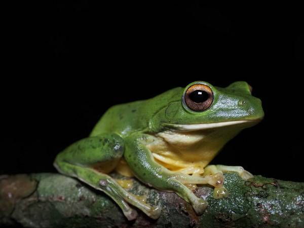 【西表島ホテル】野生生物モニタリング調査に参加するプログラム 「イリオモテ生物多様性スタディツアー」を実施します ～自然環境の保全について考える3泊4日の旅～｜期間：2022年12月26日～29日、2023年1月6日～9日