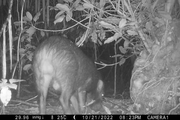 【西表島ホテル】野生生物モニタリング調査に参加するプログラム 「イリオモテ生物多様性スタディツアー」を実施します ～自然環境の保全について考える3泊4日の旅～｜期間：2022年12月26日～29日、2023年1月6日～9日