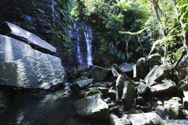 【西表島ホテル】野生生物モニタリング調査に参加するプログラム 「イリオモテ生物多様性スタディツアー」を実施します ～自然環境の保全について考える3泊4日の旅～｜期間：2022年12月26日～29日、2023年1月6日～9日