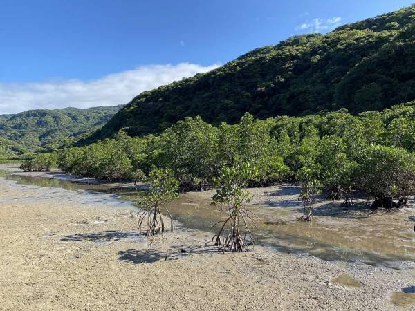 【西表島ホテル】野生生物モニタリング調査に参加するプログラム 「イリオモテ生物多様性スタディツアー」を実施します ～自然環境の保全について考える3泊4日の旅～｜期間：2022年12月26日～29日、2023年1月6日～9日