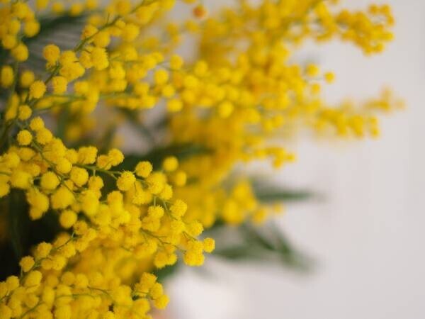 3月8日はミモザの日。Sheepeace公式オンラインストアにて 「幸せの黄色いナプキンとポーチの限定セット」を展開。