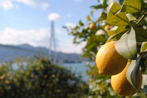 故郷への愛が、食べる人の心までも満たす「瀬戸内海の瀬戸田生まれ　島の檸檬ケーキ」（広島県）発売【久世福商店】