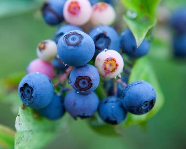 【BEB5土浦】早朝のサイクリングと旬のブルーベリーを楽しむ「朝活ブルーベリーサイクリング」開催｜期間：2022年7月20日〜8月20日