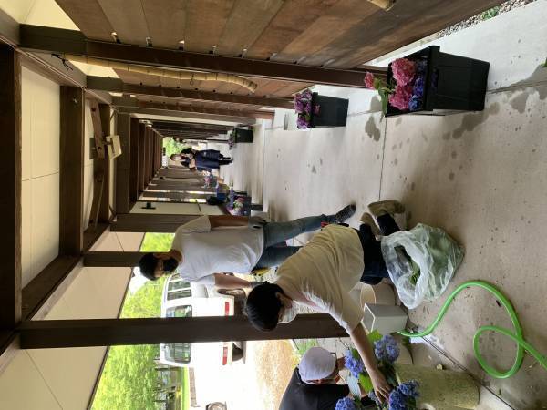 もう一度輝ける場所を！イベント終了後に剪定されたあじさい約500本が、陶芸文化施設射水市陶房「匠の里」を華やかに彩る