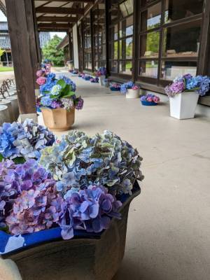 もう一度輝ける場所を！イベント終了後に剪定されたあじさい約500本が、陶芸文化施設射水市陶房「匠の里」を華やかに彩る