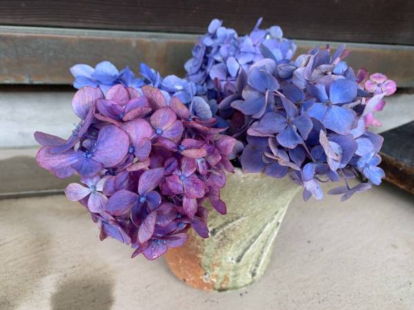 もう一度輝ける場所を！イベント終了後に剪定されたあじさい約500本が、陶芸文化施設射水市陶房「匠の里」を華やかに彩る