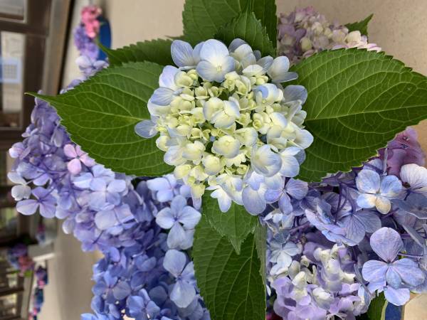 もう一度輝ける場所を！イベント終了後に剪定されたあじさい約500本が、陶芸文化施設射水市陶房「匠の里」を華やかに彩る