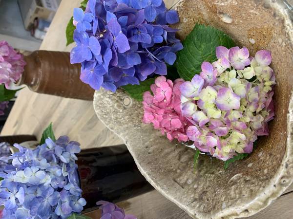 もう一度輝ける場所を！イベント終了後に剪定されたあじさい約500本が、陶芸文化施設射水市陶房「匠の里」を華やかに彩る